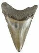 Juvenile Megalodon Tooth - South Carolina #52963-1